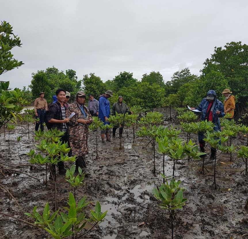 GIS Support Service for Mangrove Rehabilitation - Ayeyarwady Region